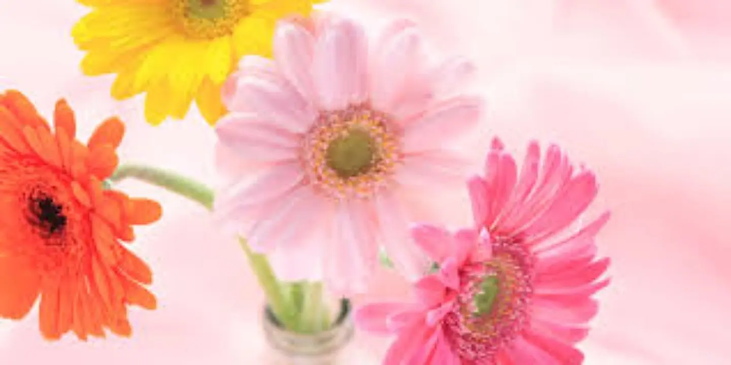 Liora Flowers cover