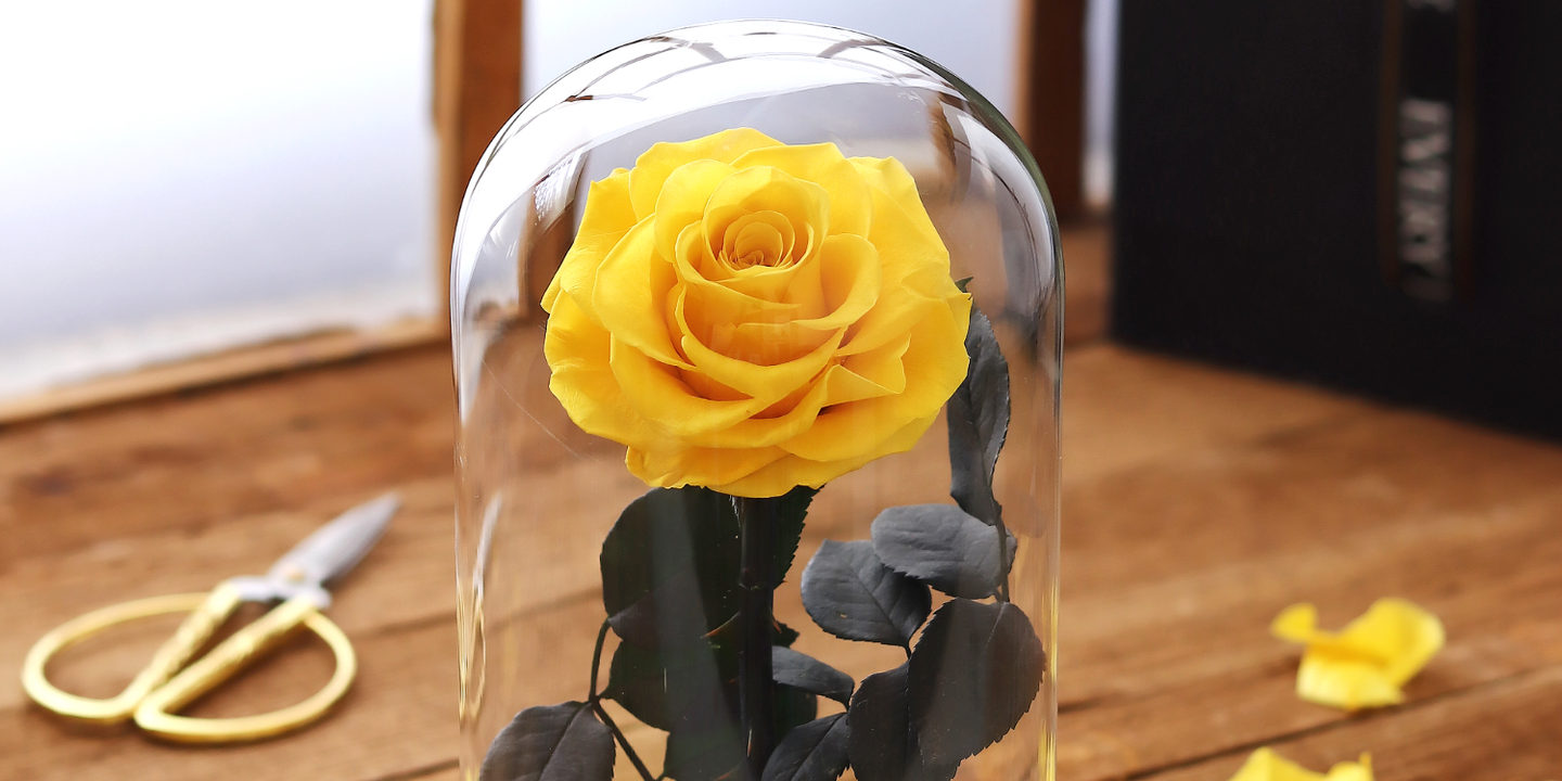 دائم روزز cover