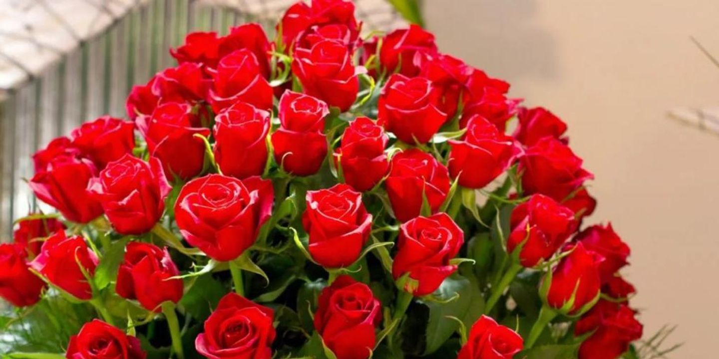 Pance Roses cover