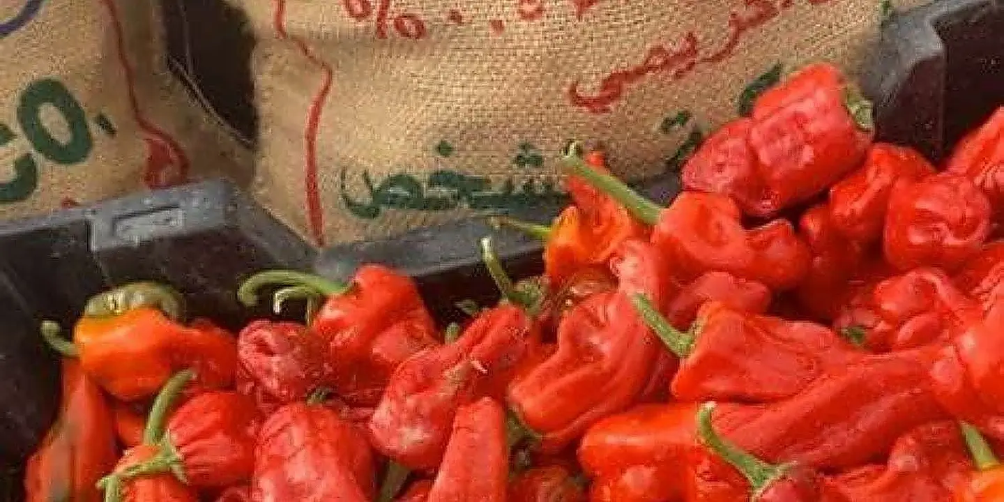 ليمون و كشنة cover