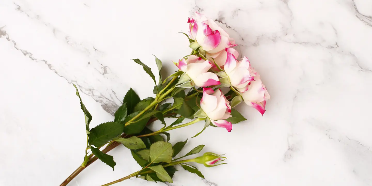 لورين فلاورز cover