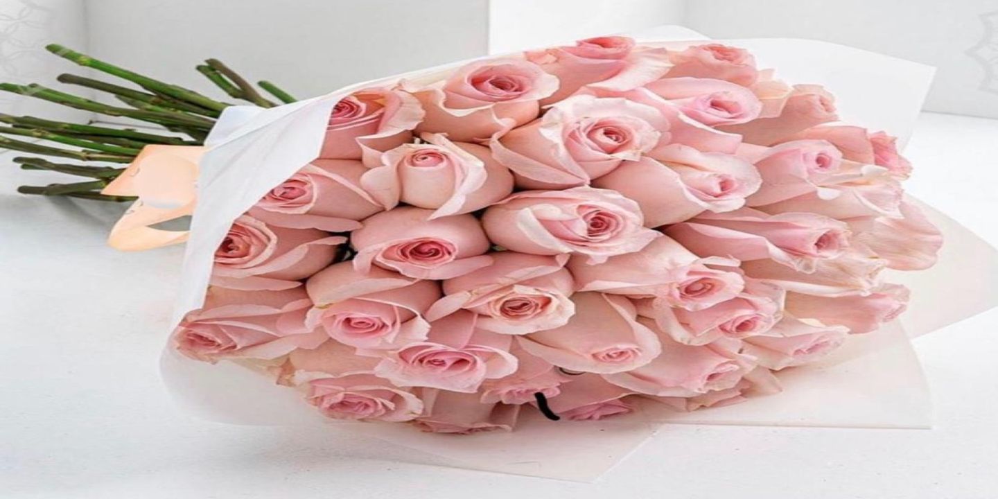 بوفارديا cover