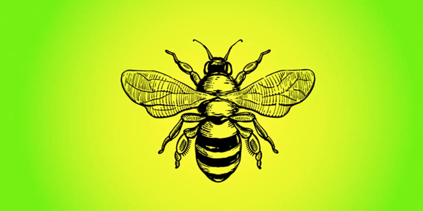 SON OF A BEE cover