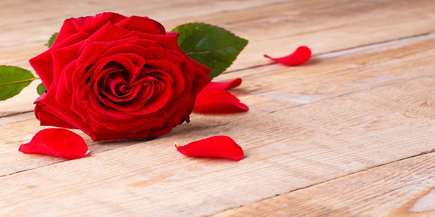 Rose Flower cover