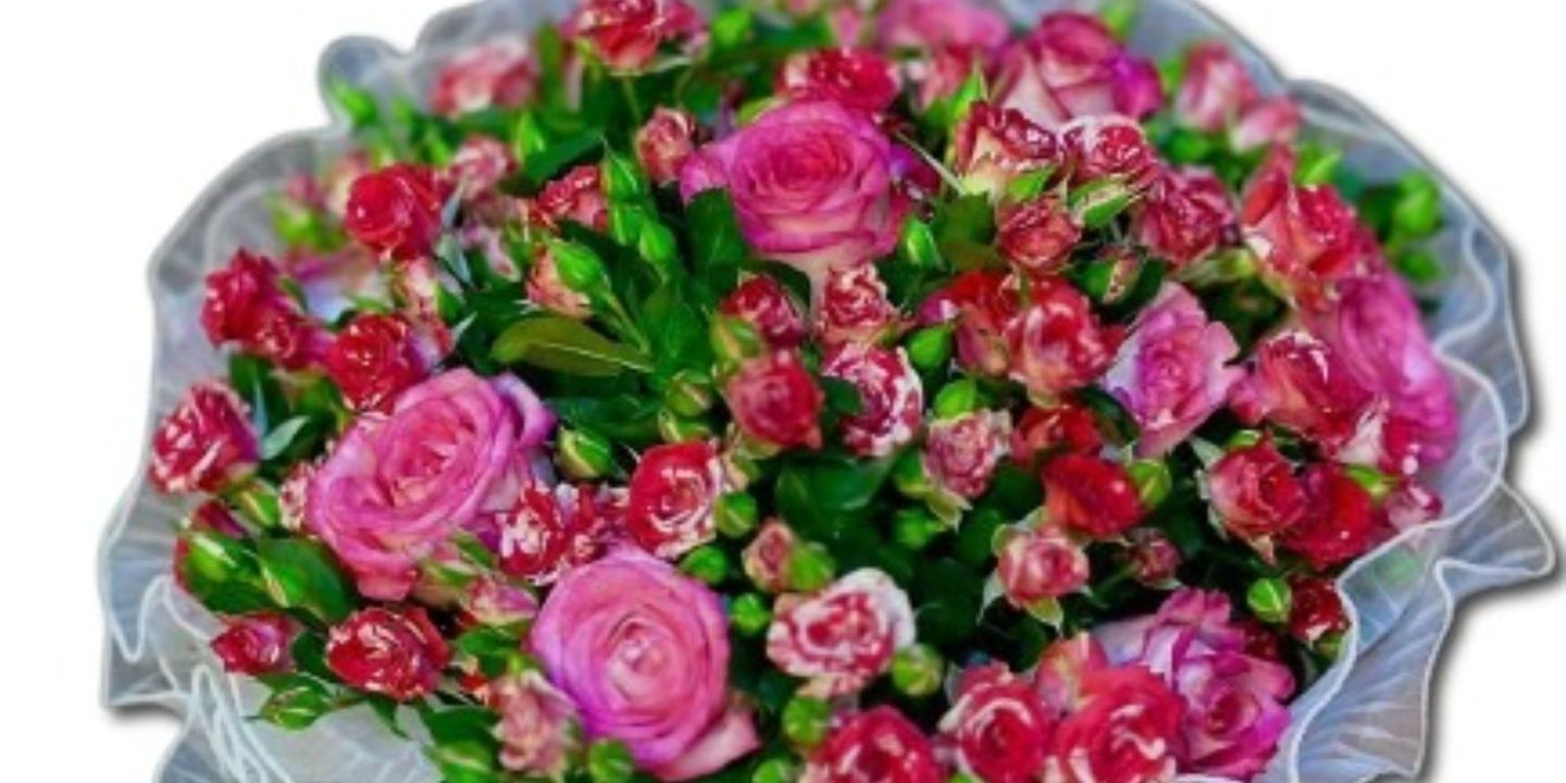 شتلة وزهرة cover