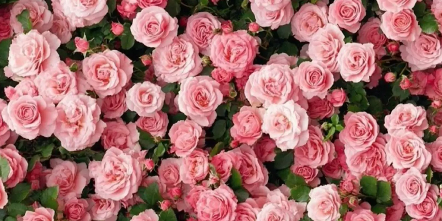 هدية روز cover