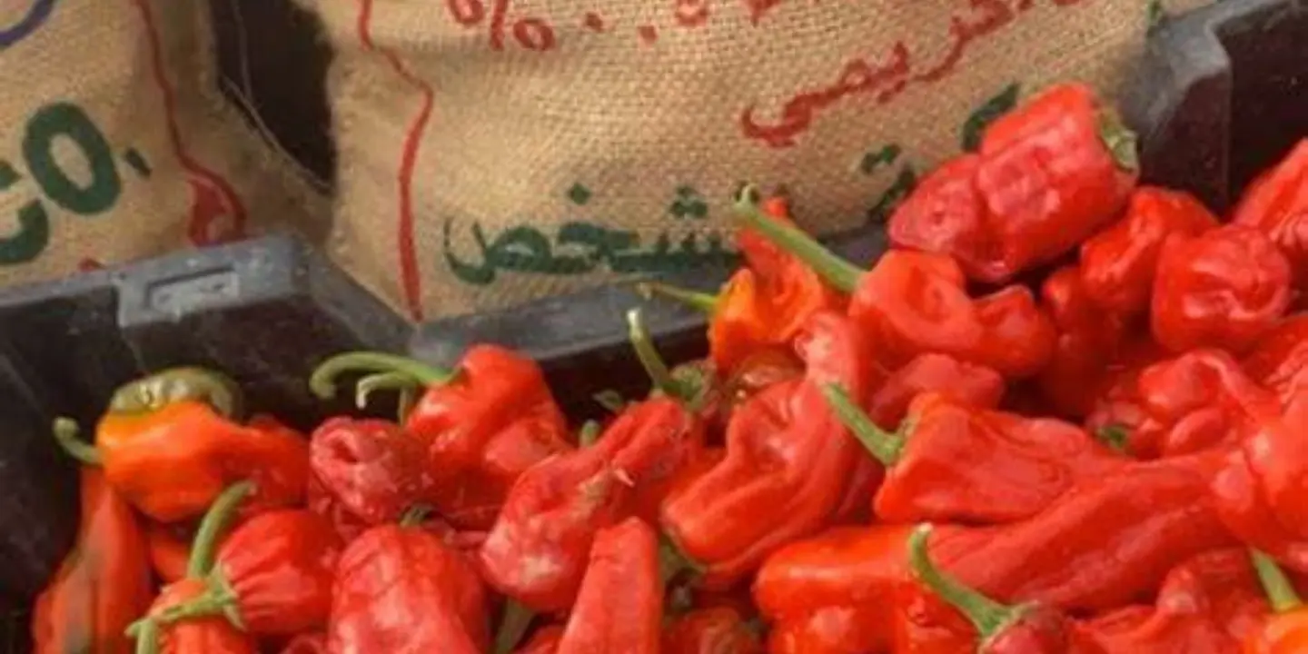 ليمون و كشنة cover