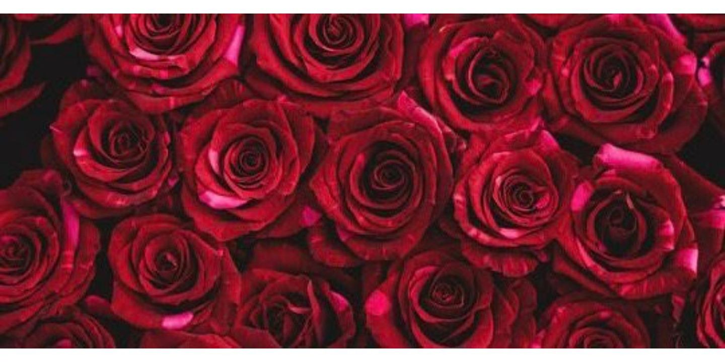 فيونكه cover