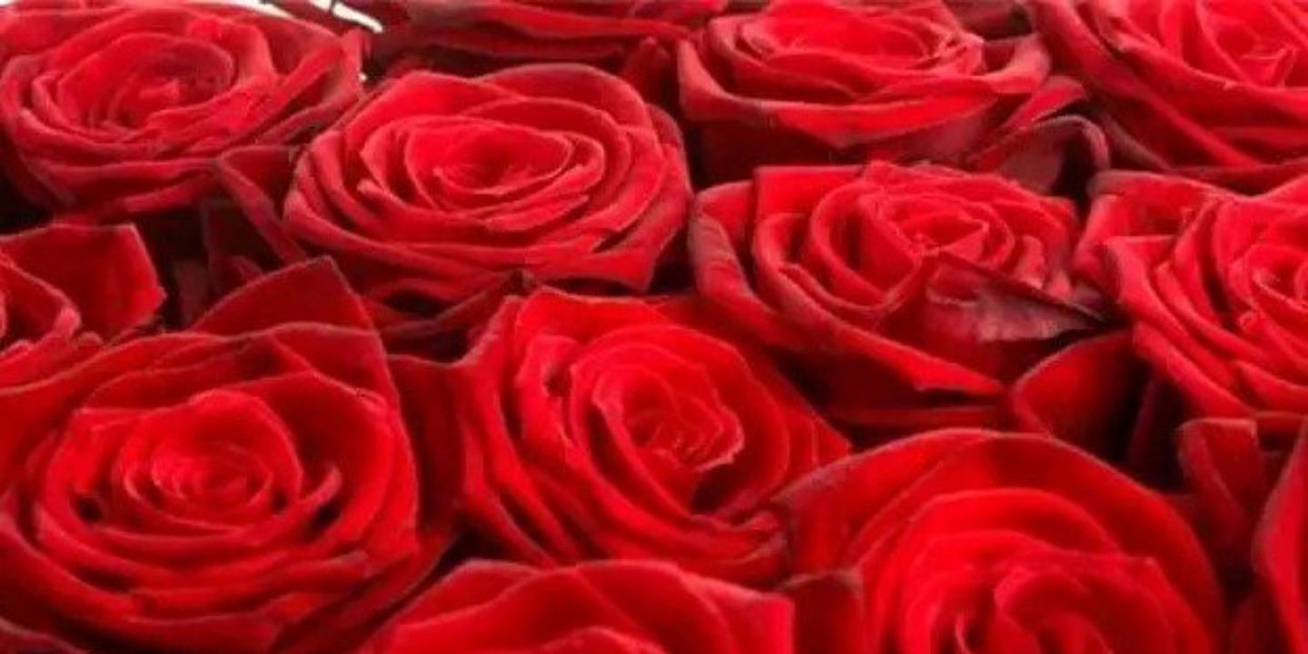 ورد و ازهار فابيولا cover