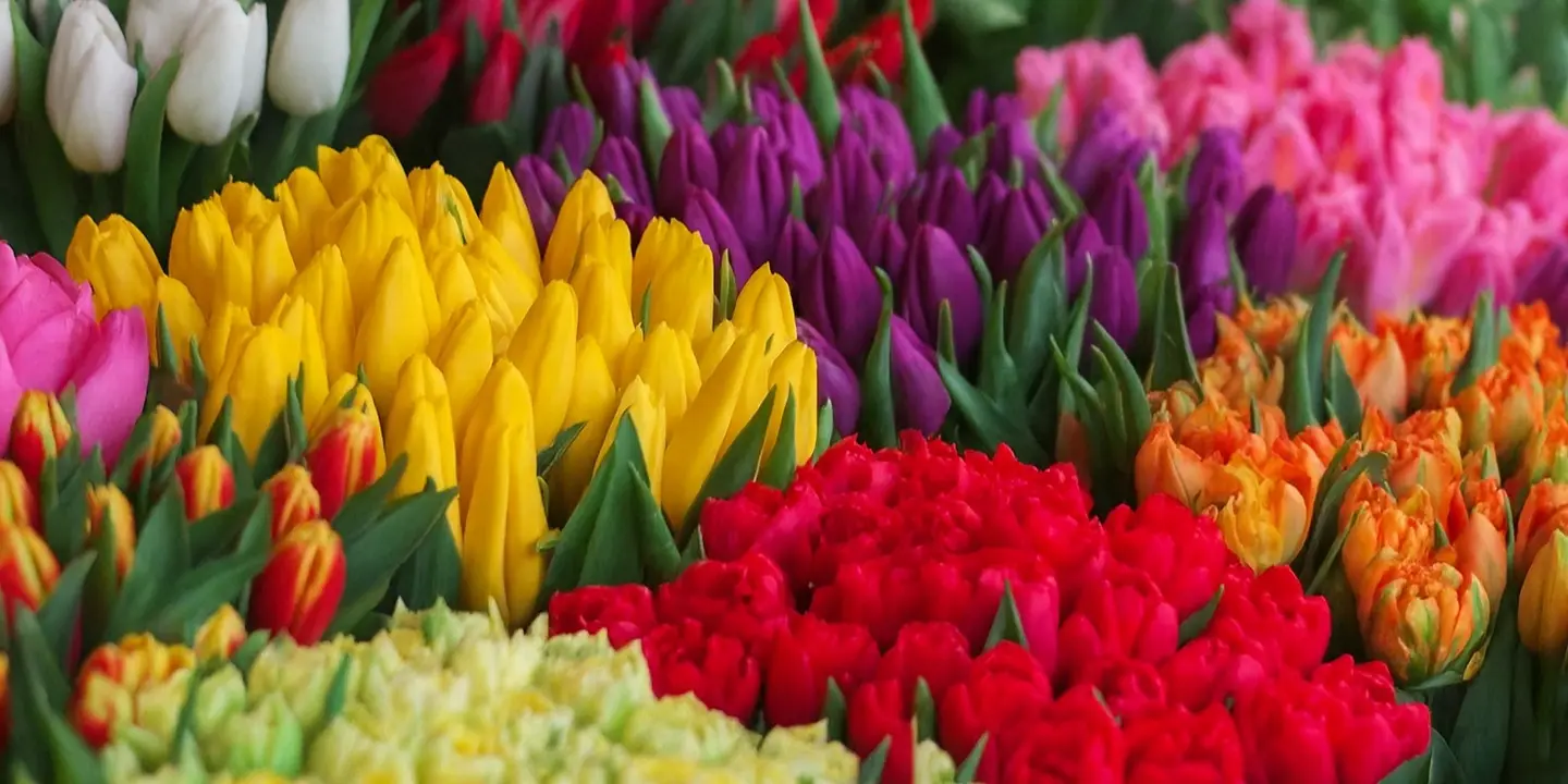 ازهار روزنز - ورد مميز cover