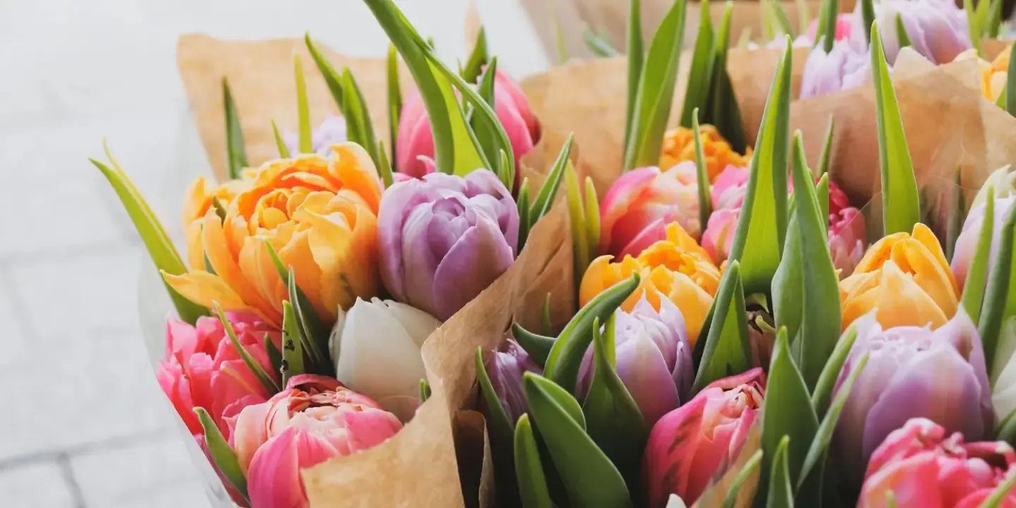 وردة الاحباب cover