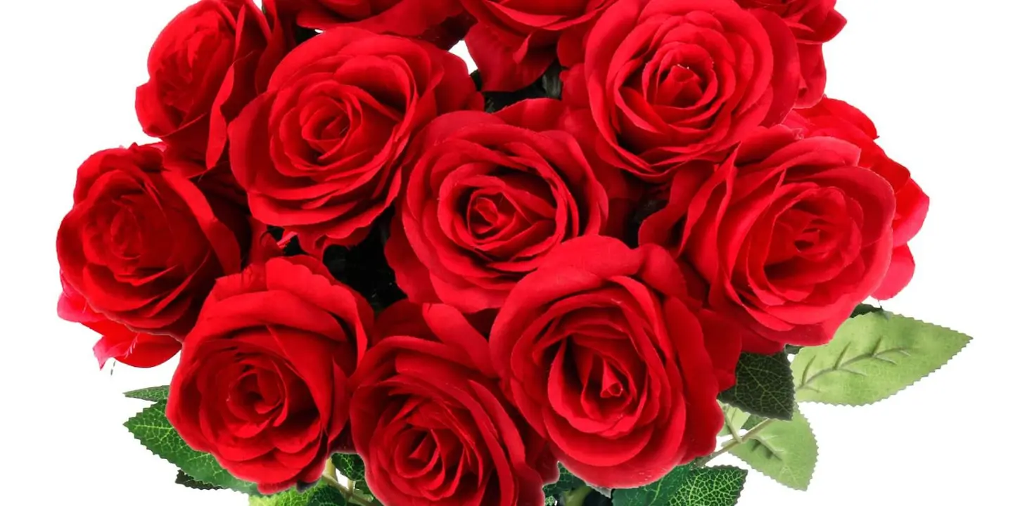 الونا cover