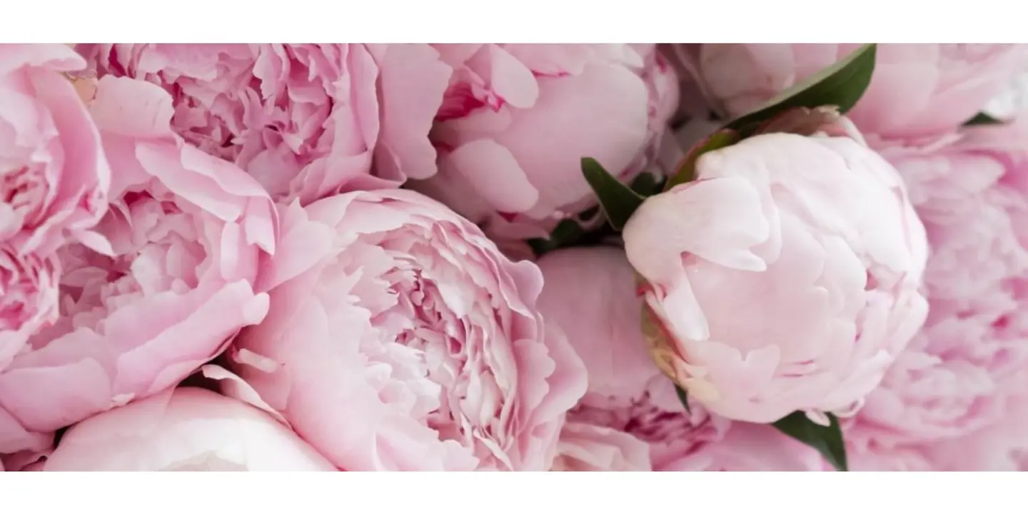 بيوني cover