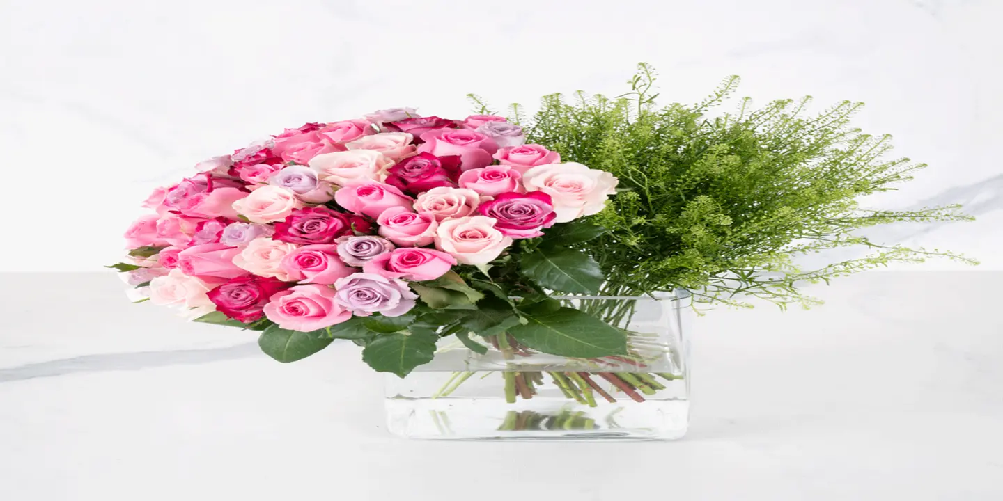 غاردينيا cover