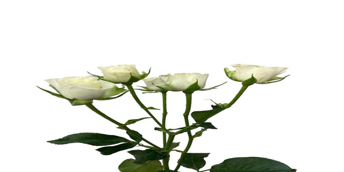 Splendor Wedding cover