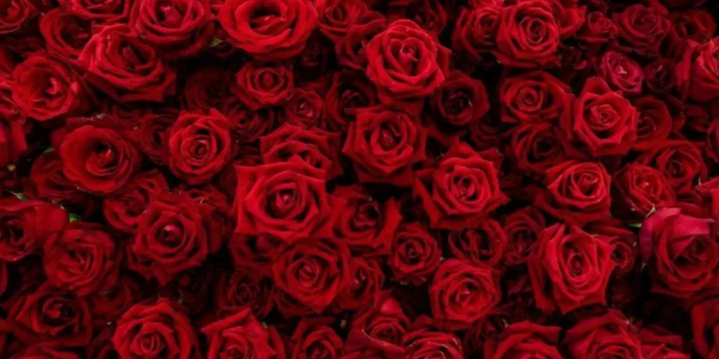 الهدية الجميلة cover