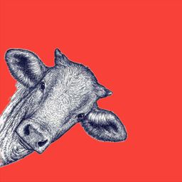 مودست logo