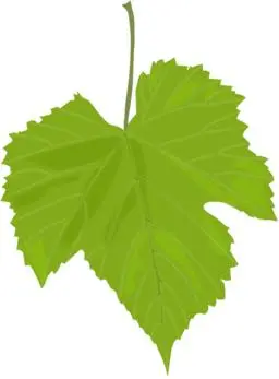 عريشه اوراق عنب logo