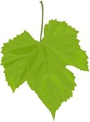 عريشه اوراق عنب logo image