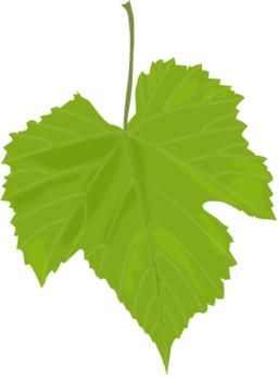 عريشه اوراق عنب logo