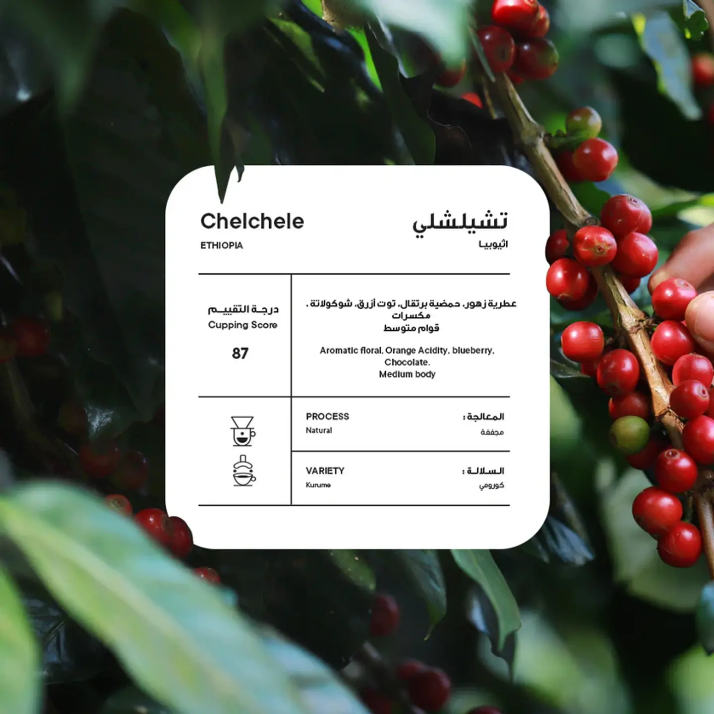 Ethiopia Chelchele Coffee Beans 250g