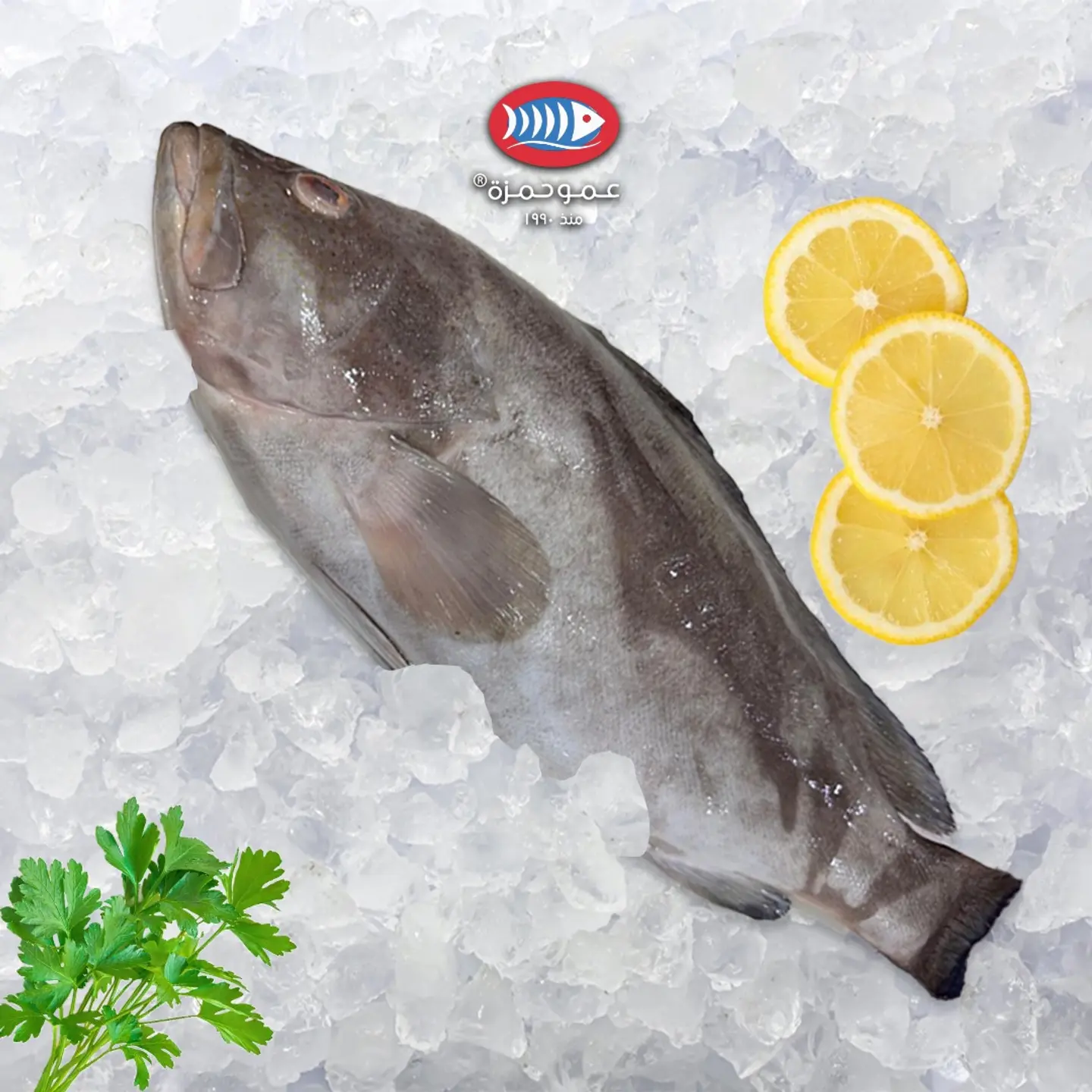 هامور وزن كيلو