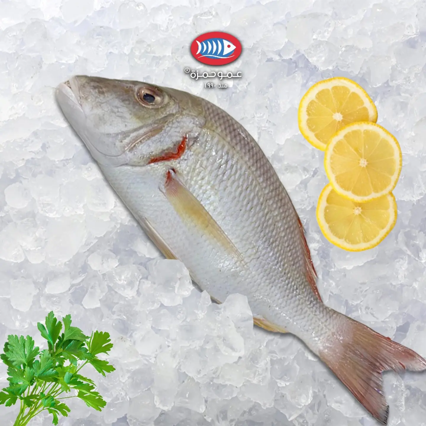 شعور خمسمائة الي ستمائة جرام