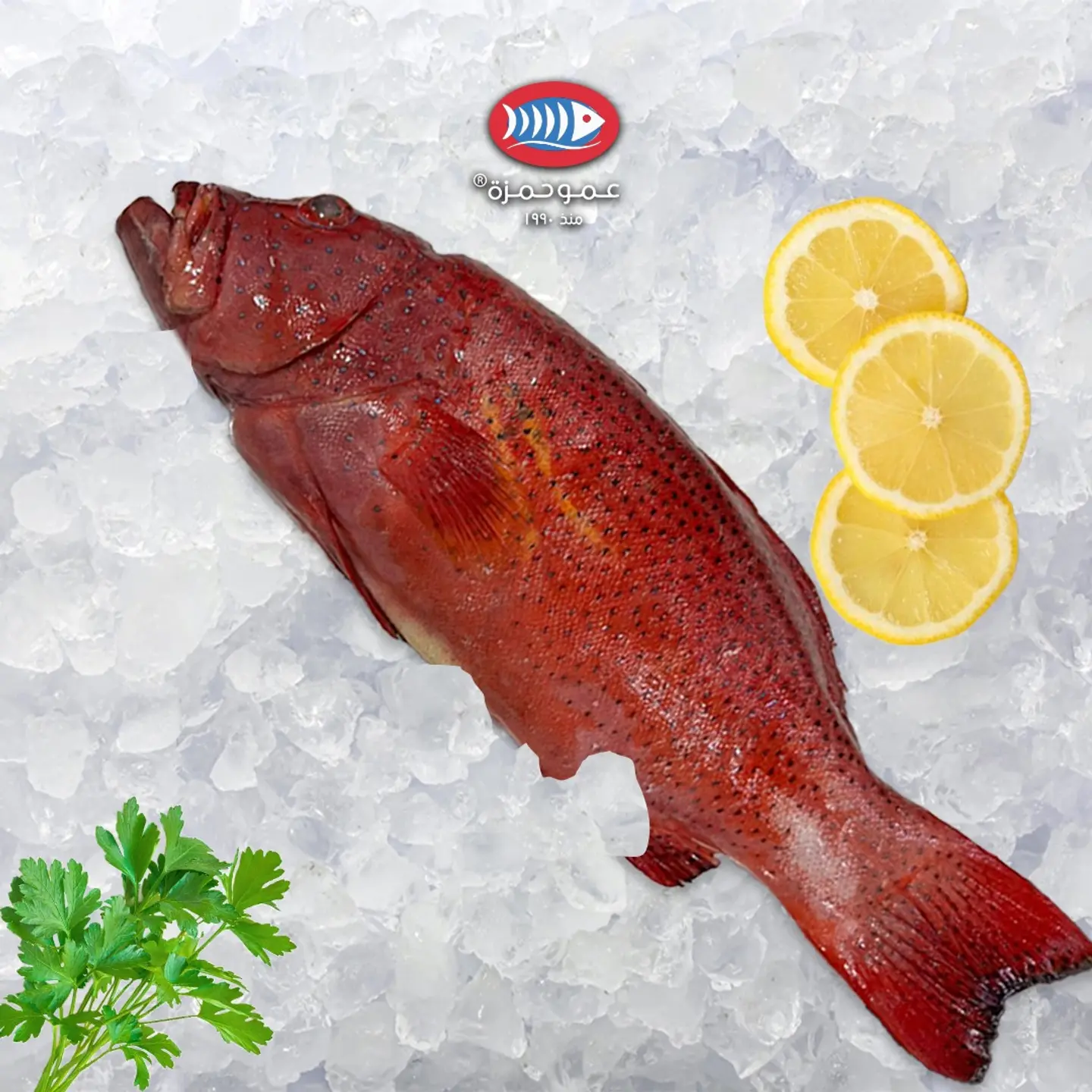 Jeddah Najil One Kilo