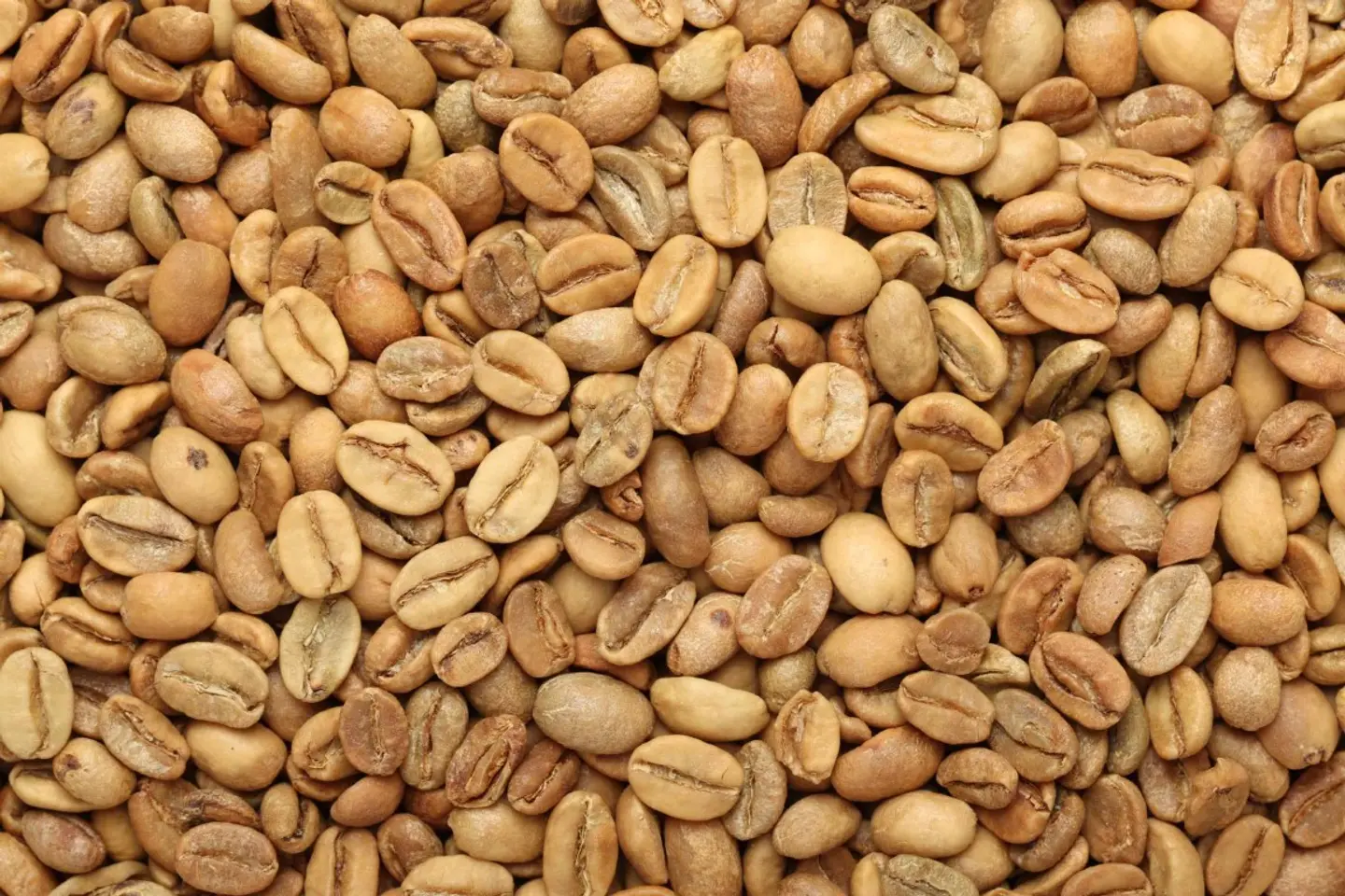 بن هرري حبوب درجة اولى وسط