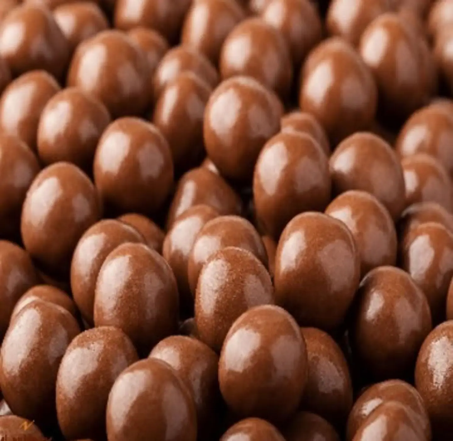 دراجي بلجيكي البندق المحمص بالشوكولاته