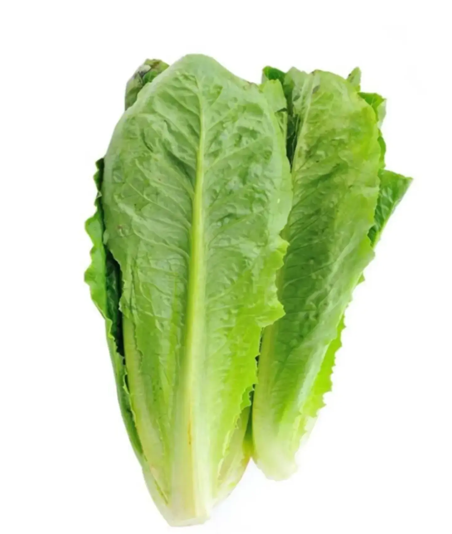 خس امريكي 500 جرام