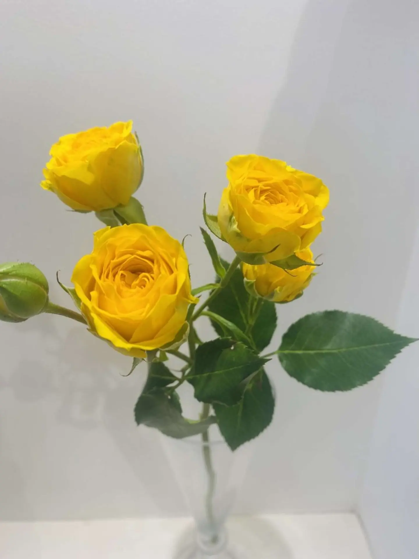 بيبي جوري اصفر