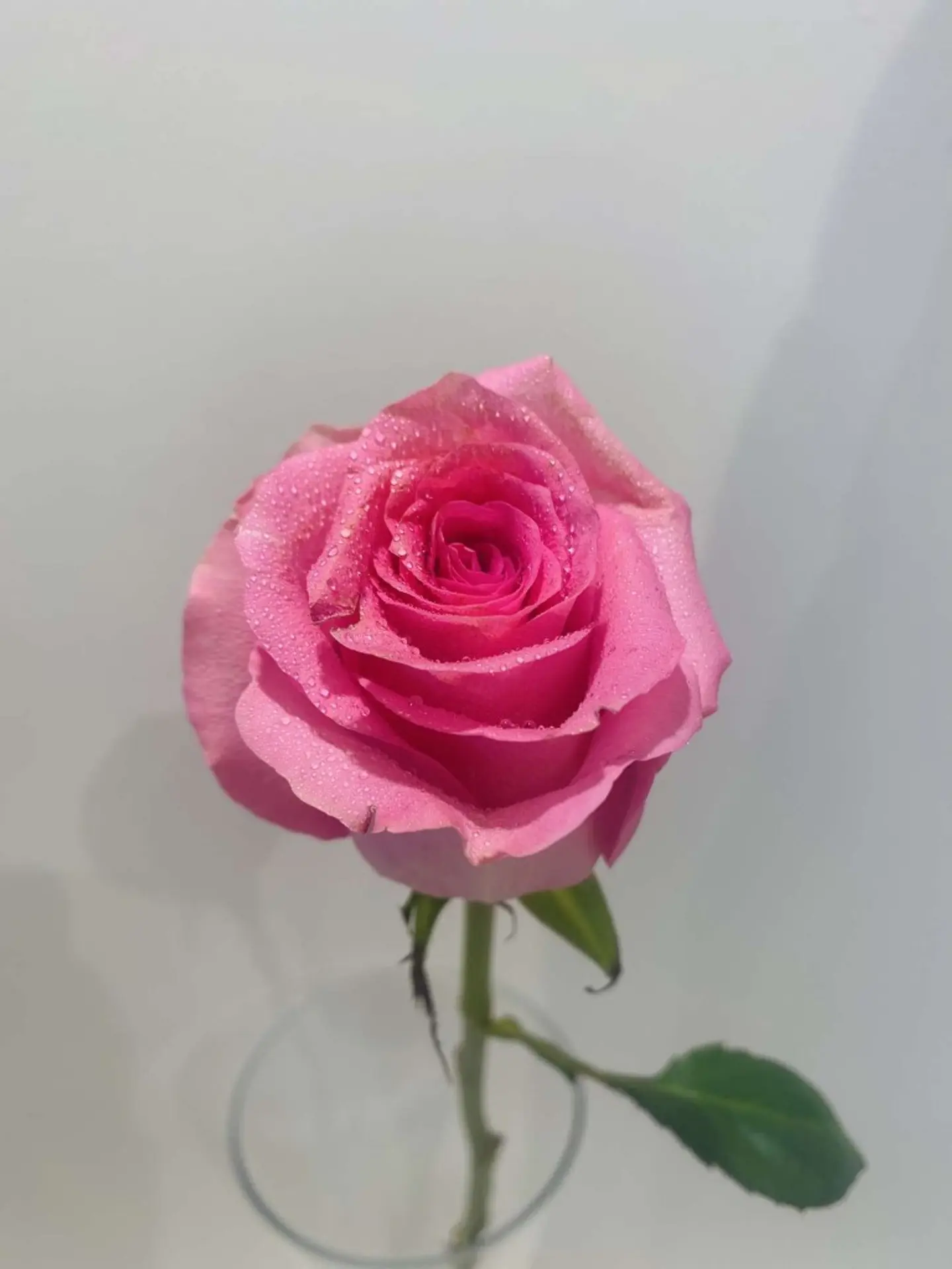 ورد جوري وردي مفرد