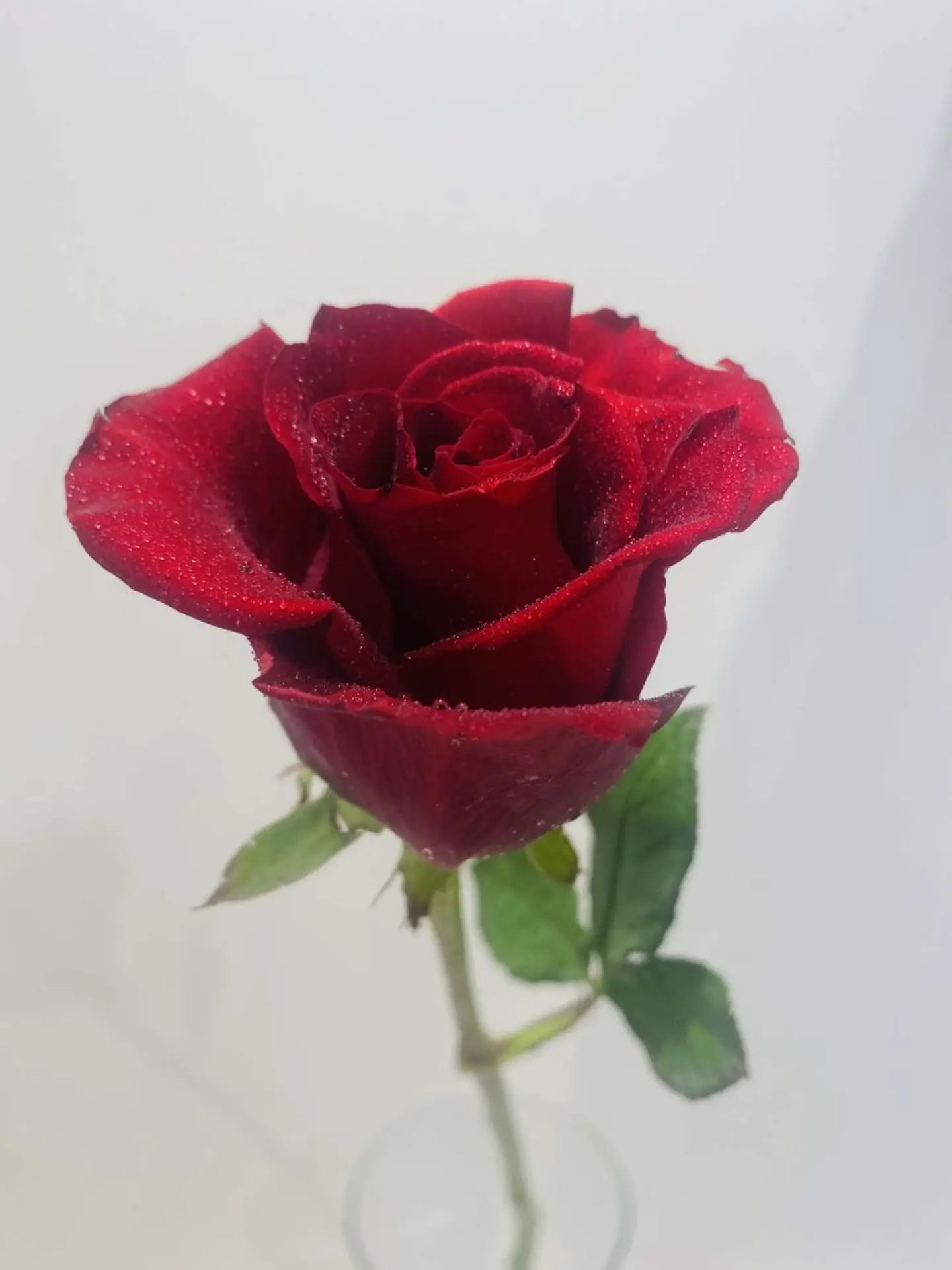 ورد جوري احمر مفرد