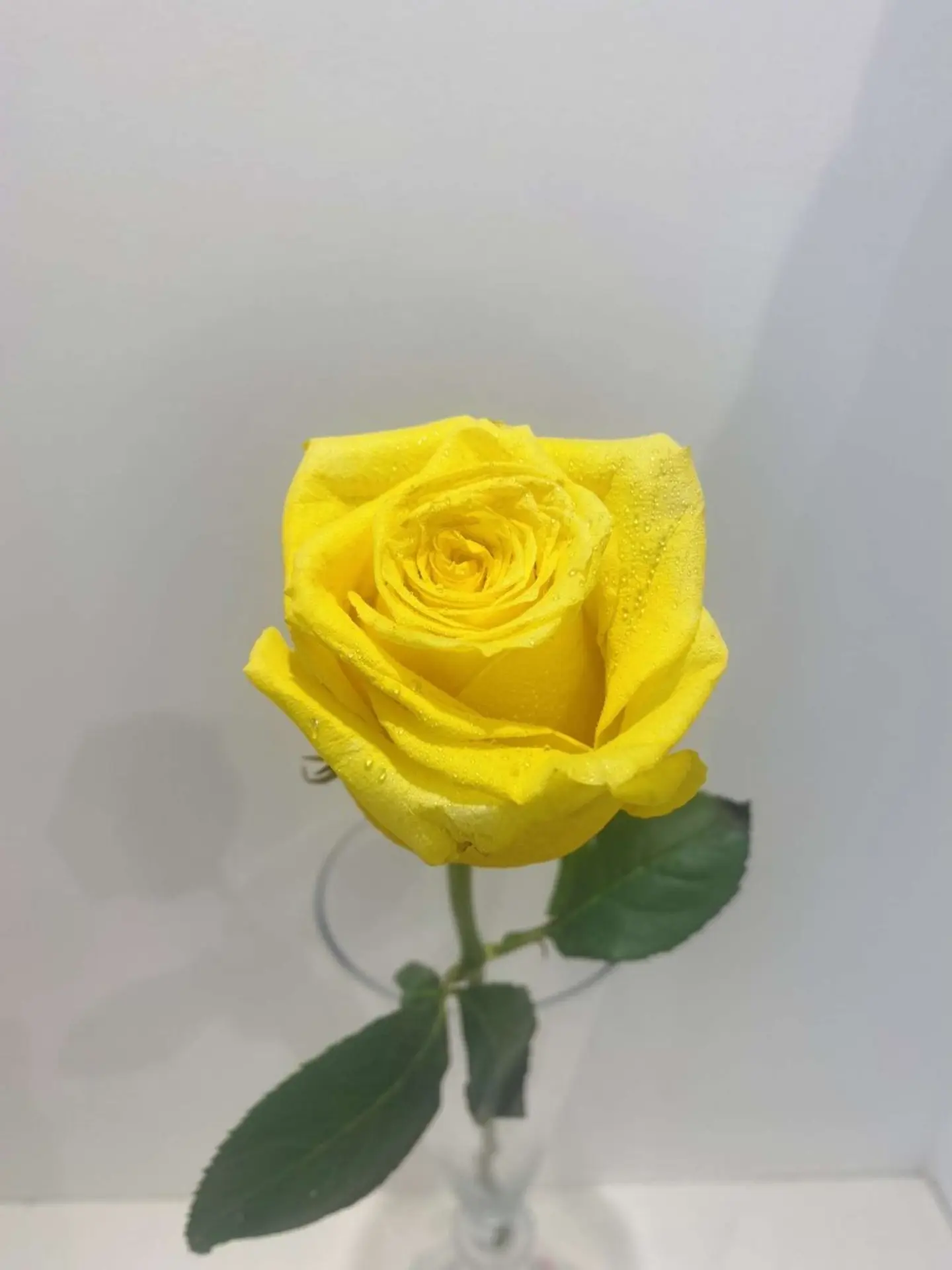 ورد جوري اصفر مفرد