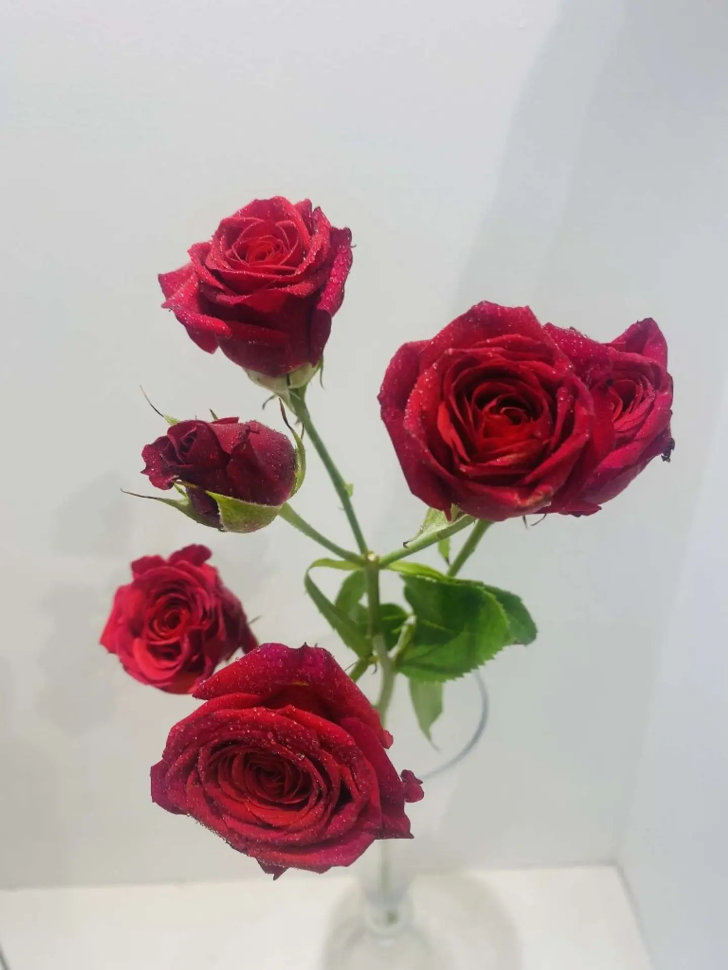 بيبي جوري احمر