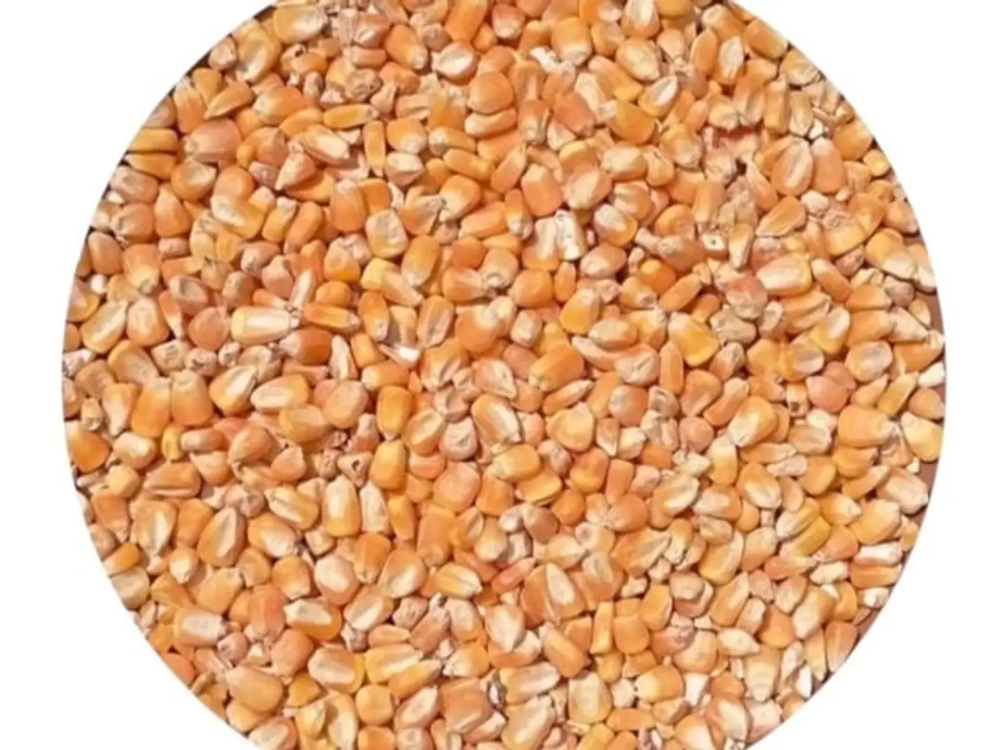 Organic Yellow Jizani Corn, 1 Kg