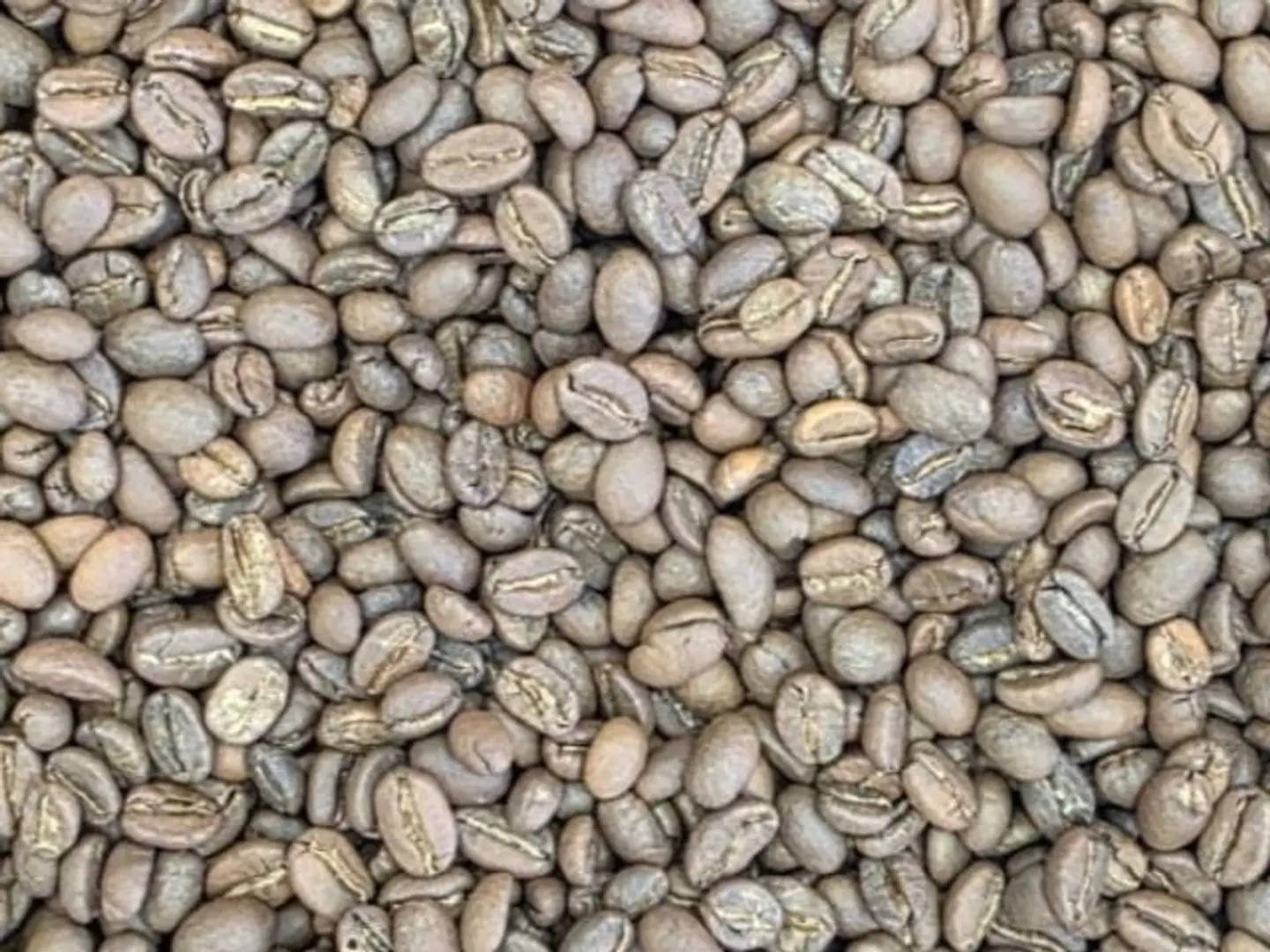 Turkish Specialty Coffee, Medium Roast