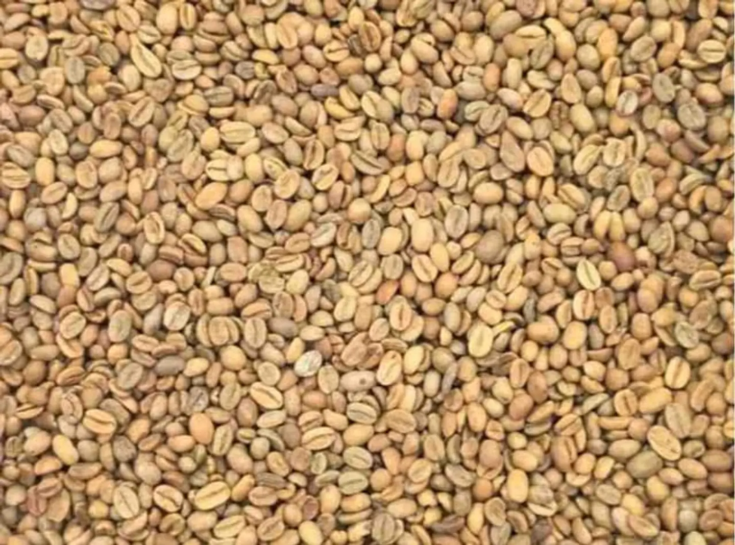 قهوة خولاني درجة اولى حمصة فاتحة