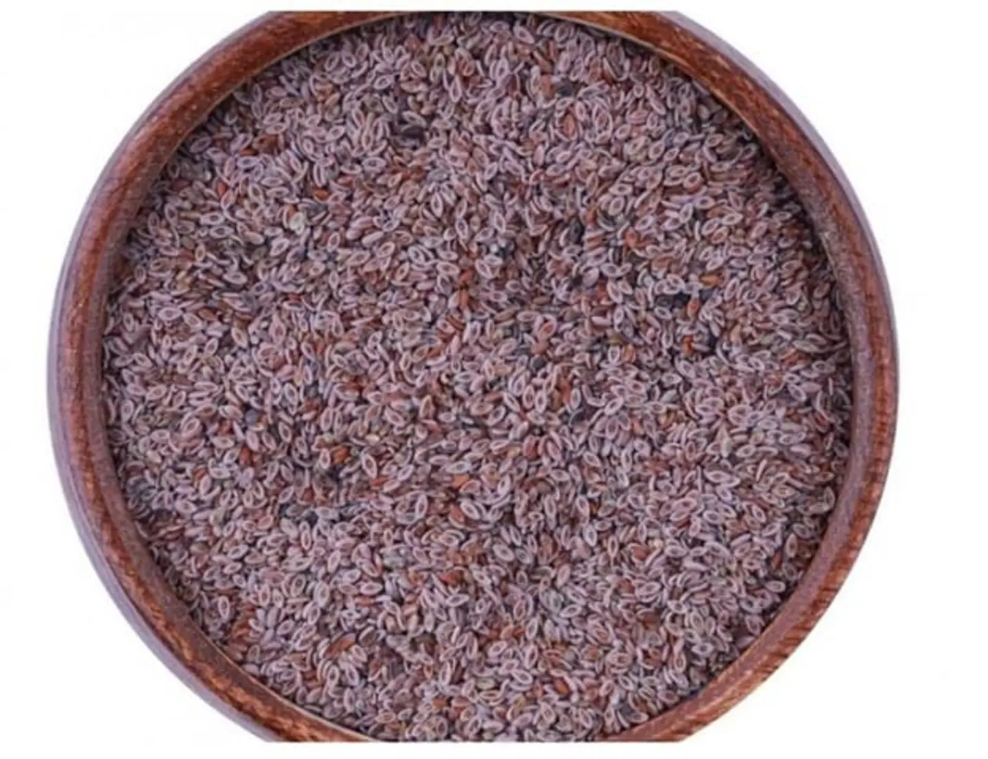 بذور القاطونة