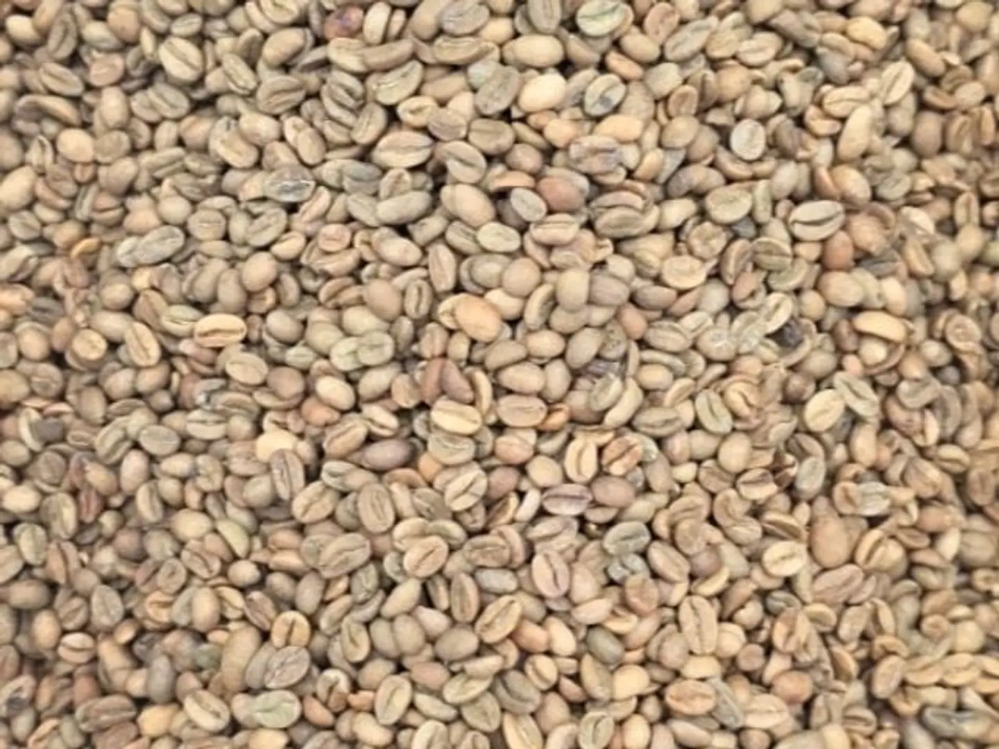 Harari Coffee, First Quality, Light Roast