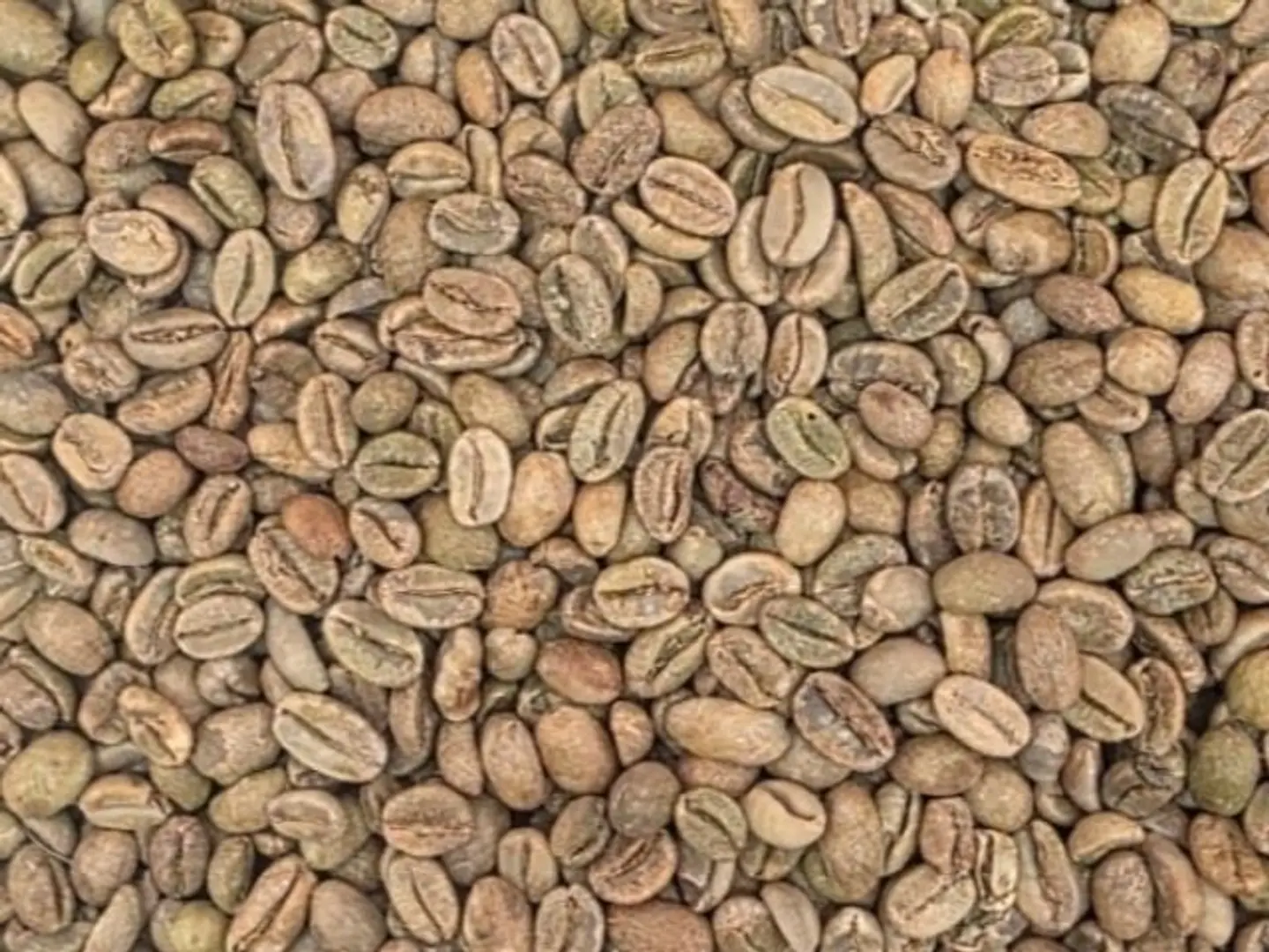 Raw, Premium Quality Harari Coffee