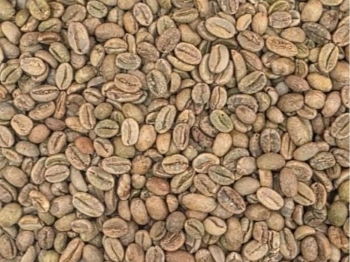 Raw, Premium Quality Harari Coffee