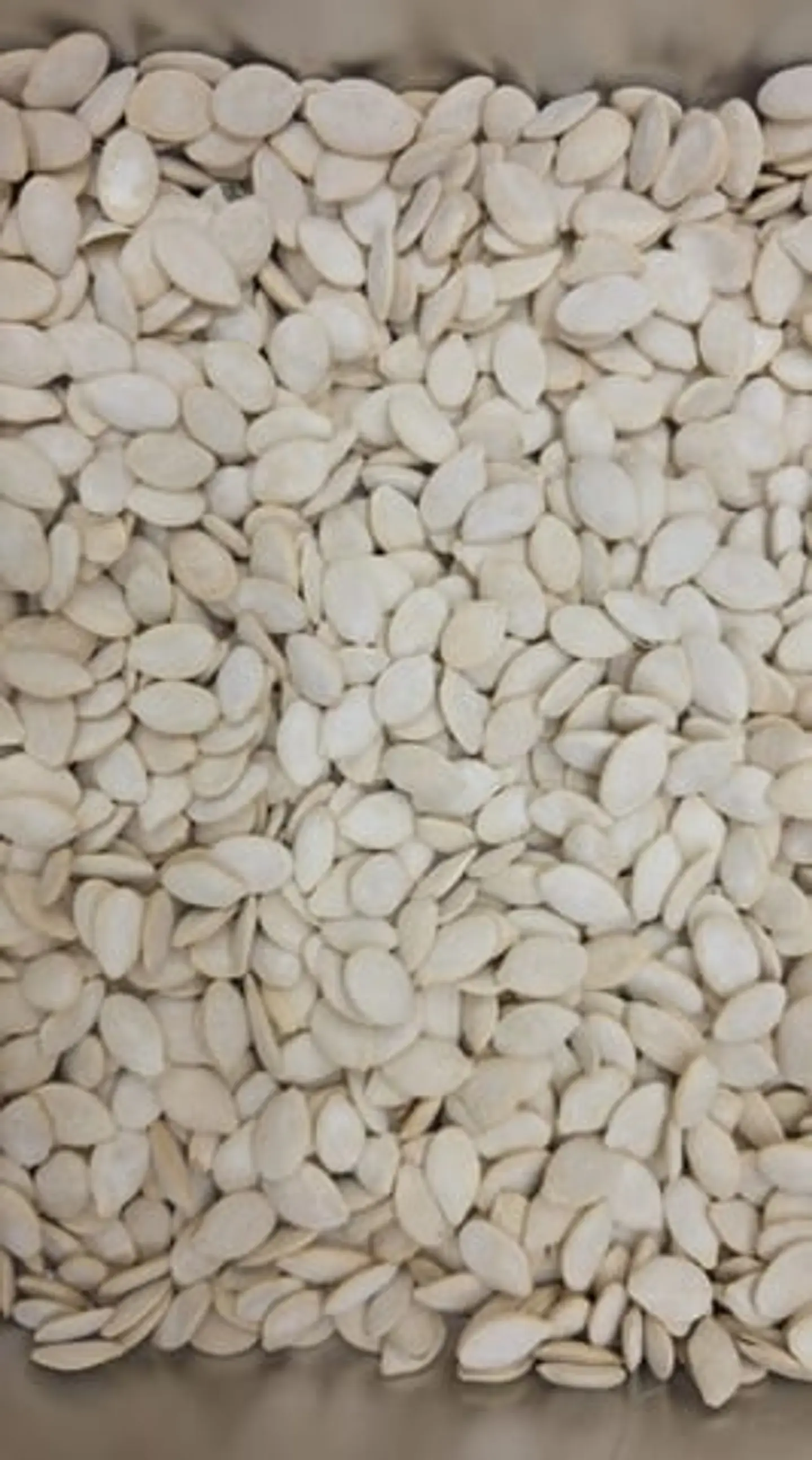 حب قرع مالح