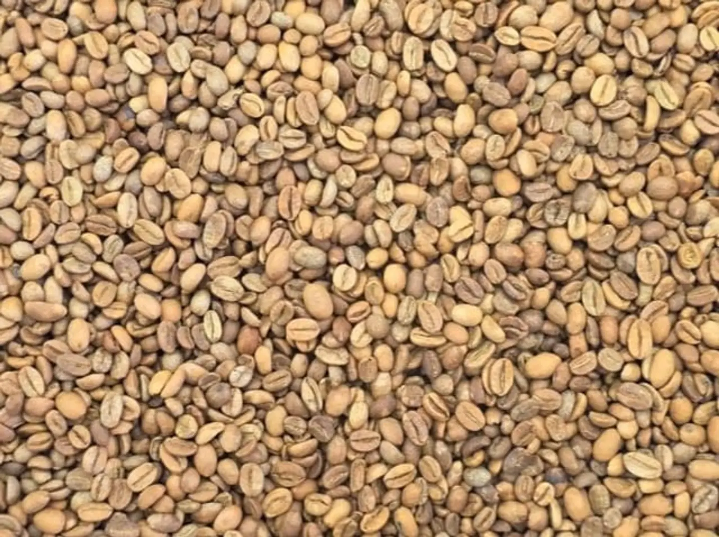 First Grade Khawlani Coffee, Medium Roast