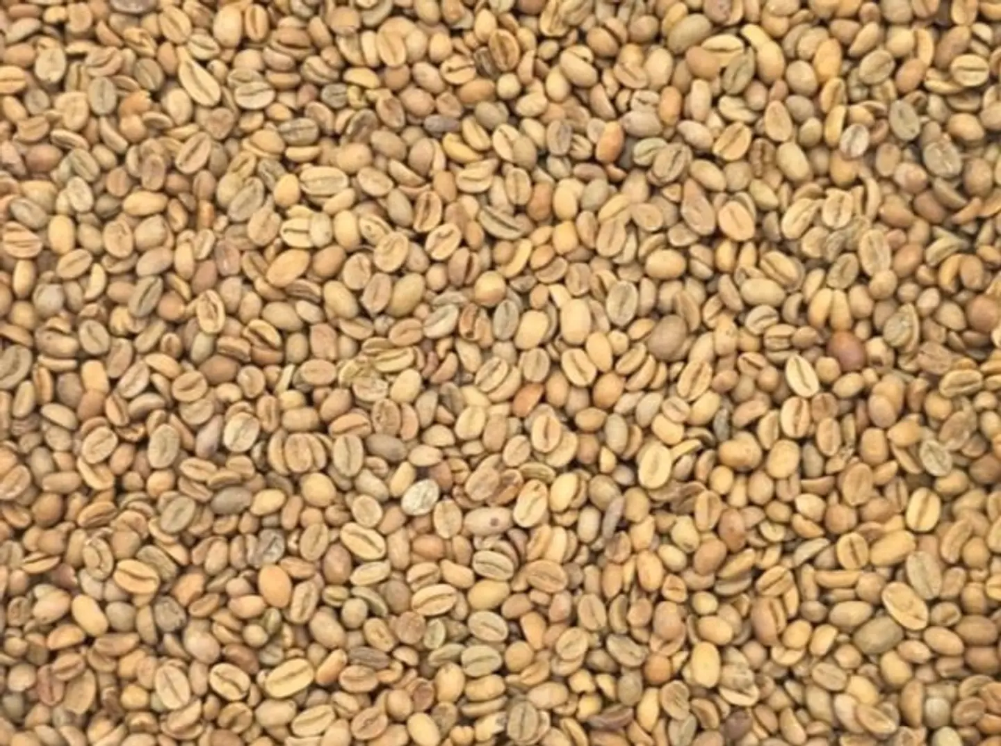 First Grade Light Roast Khawlani Coffee