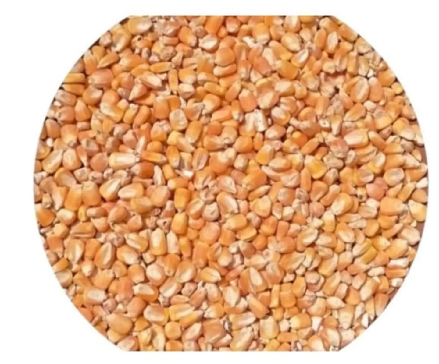 Organic Yellow Jizani Corn, 1 Kg