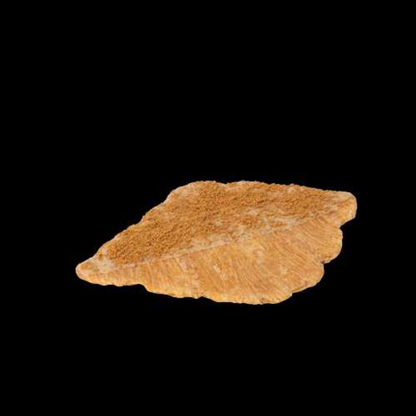 Lotus Flat Croissant