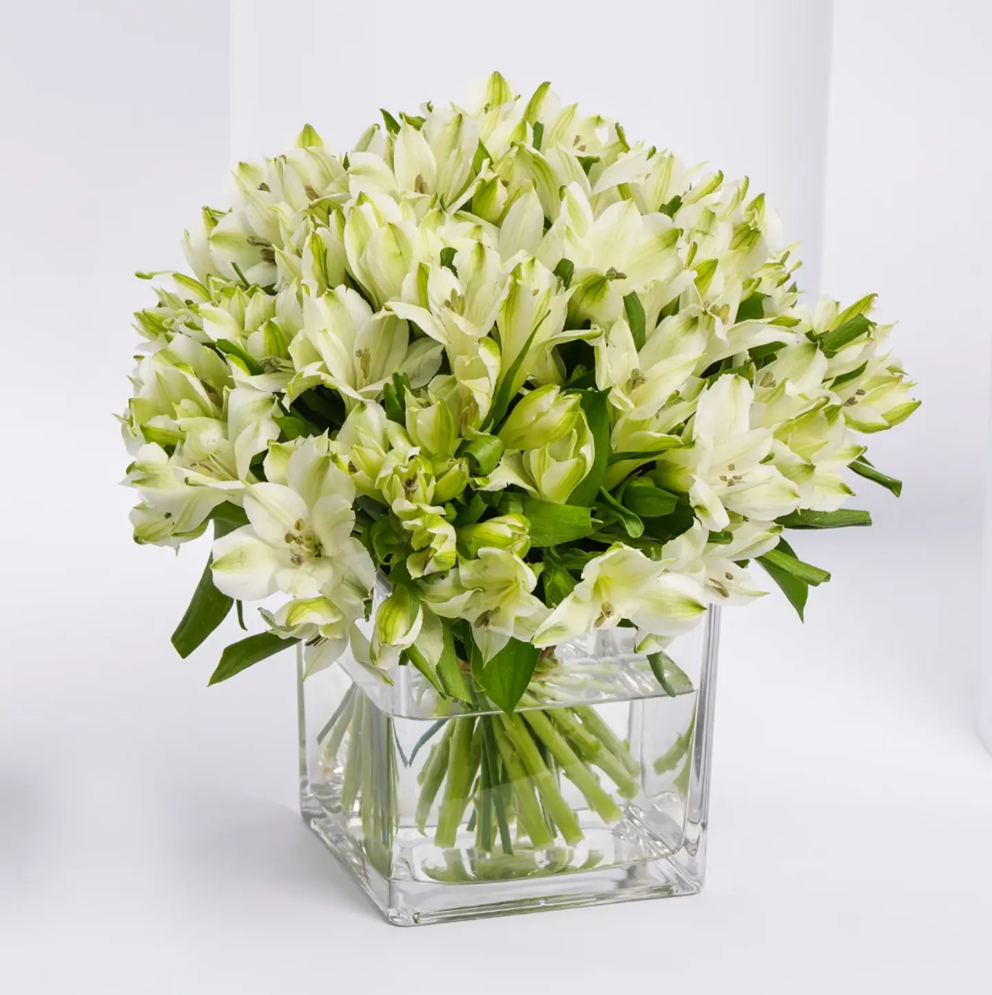 White Alstroemeria 30 In Vase