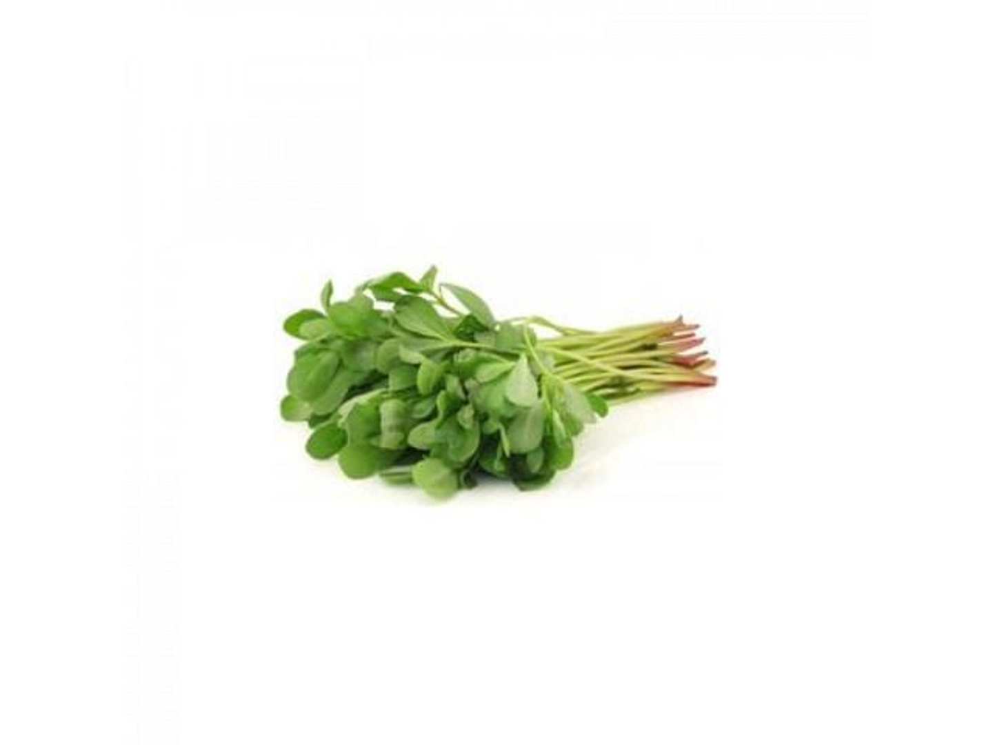 Portulaca Oleracea (Rejla) 1 Bundle